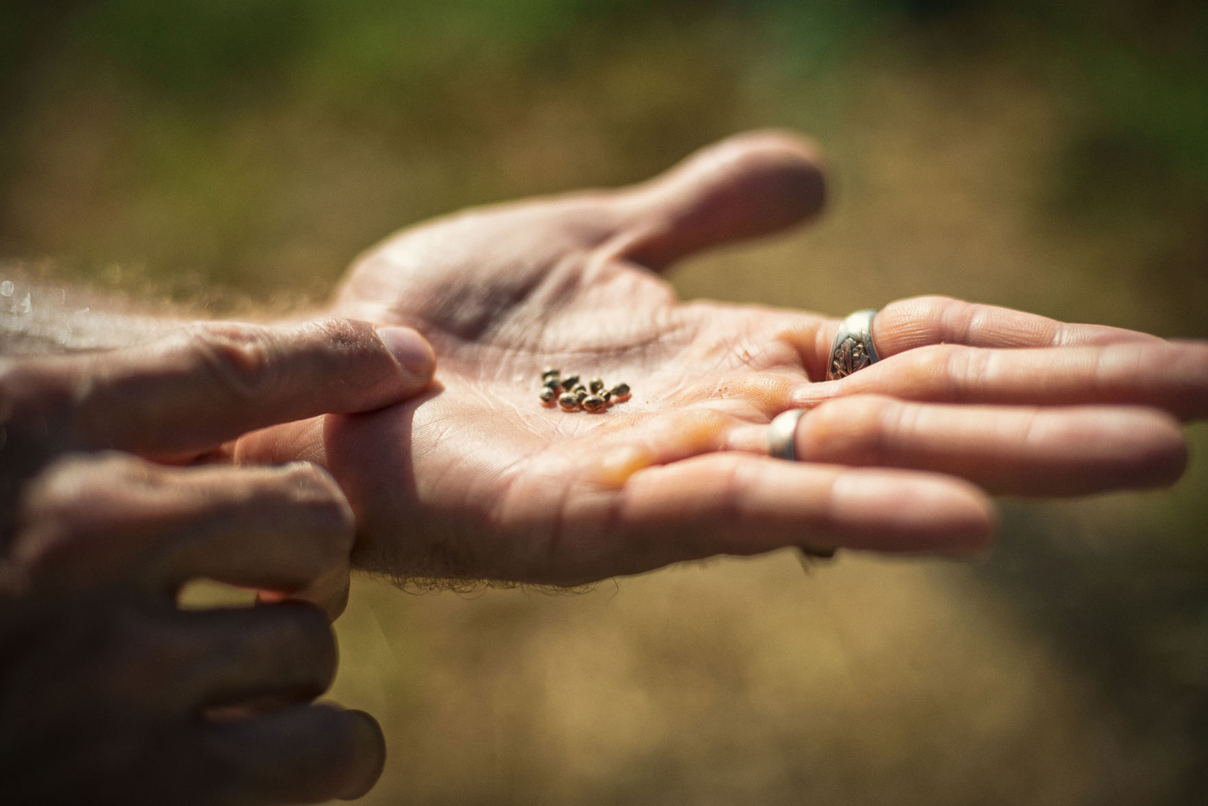 nat-bradford-seeds.jpg